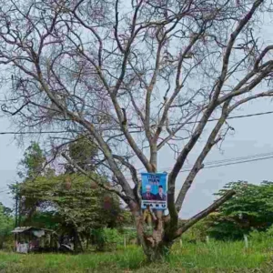 Jeritan Sebatang Pohon, Pandangan Dari Kacamata Islam