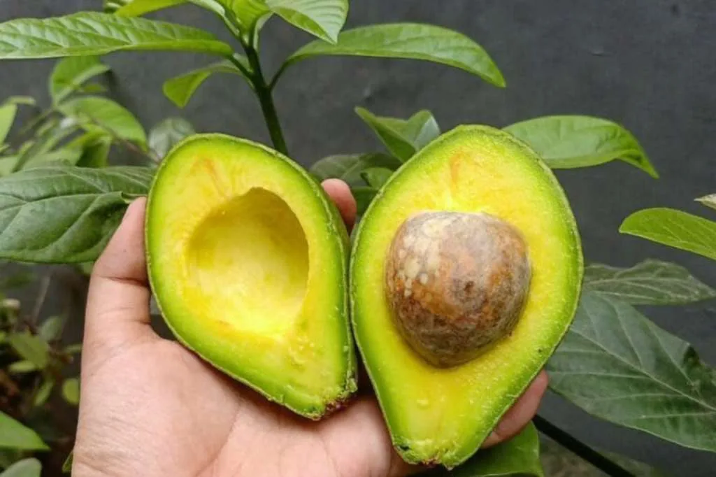 Lagi Bad Mood? 7 Buah Dapat Tingkatkan Suasana Hati Secara Alami