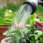 Tips Efektif Menyiram Tanaman Agar Tumbuh Sehat dan Optimal