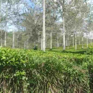 Jalan Panjang Kasus Perkebunan Teh PT Agrotea Bukit Daun, Mulai Terkuak Ditahun 2016 Silam