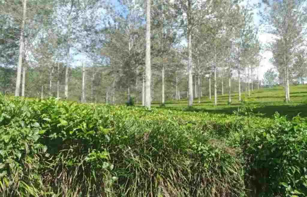 Jalan Panjang Kasus Perkebunan Teh PT Agrotea Bukit Daun, Mulai Terkuak Ditahun 2016 Silam