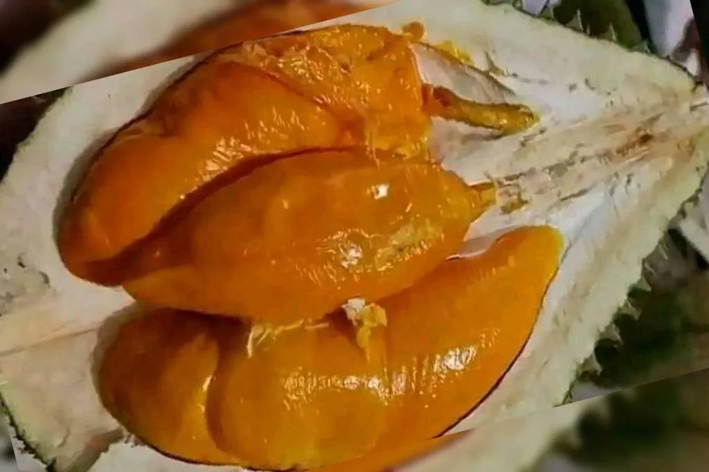 Kabar Baik Untuk Para Pecinta Durian, Festival Durian Langka Akan Kembali Digelar di Bengkulu