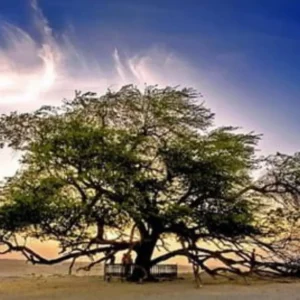 Mengenal Tree of Life, Simbol Harapan di Bahrain Mengenal Tree of Life, Simbol Harapan di Bahrain