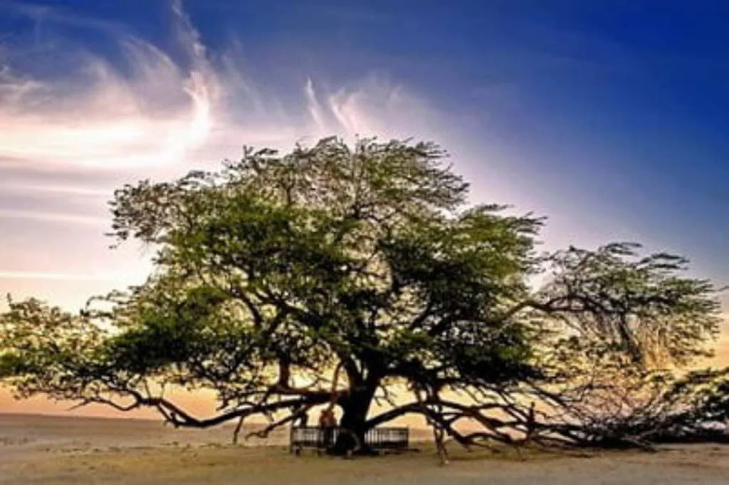 Mengenal Tree of Life, Simbol Harapan di Bahrain