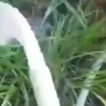 Aksi Buang Susu oleh Peternak, Lima Perusahaan Terancam Larangan Impor