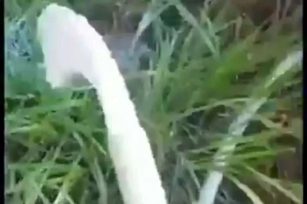 Aksi Buang Susu oleh Peternak, Lima Perusahaan Terancam Larangan Impor