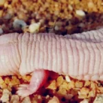 Dabbah: Makhluk Akhir Zaman yang Membawa Tanda Keimanan dan Kekafiran