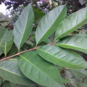 Daun Salam: Bermanfaat, Tapi Berisiko bagi Beberapa Orang Daun Salam: Bermanfaat, Tapi Berisiko bagi Beberapa Orang