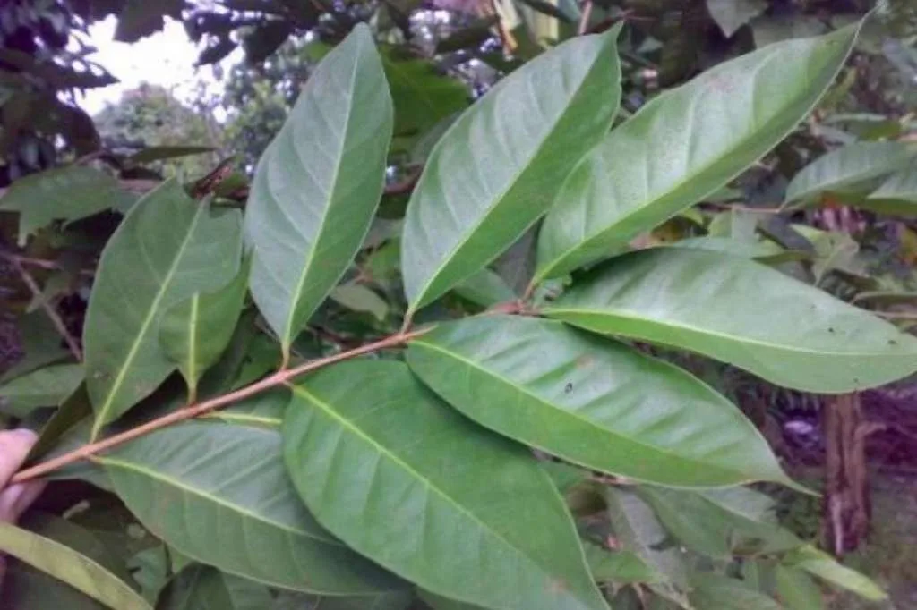 Daun Salam: Bermanfaat, Tapi Berisiko bagi Beberapa Orang