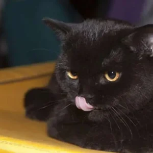 Mengungkap Mitos dan Fakta Unik di Balik Kucing Hitam