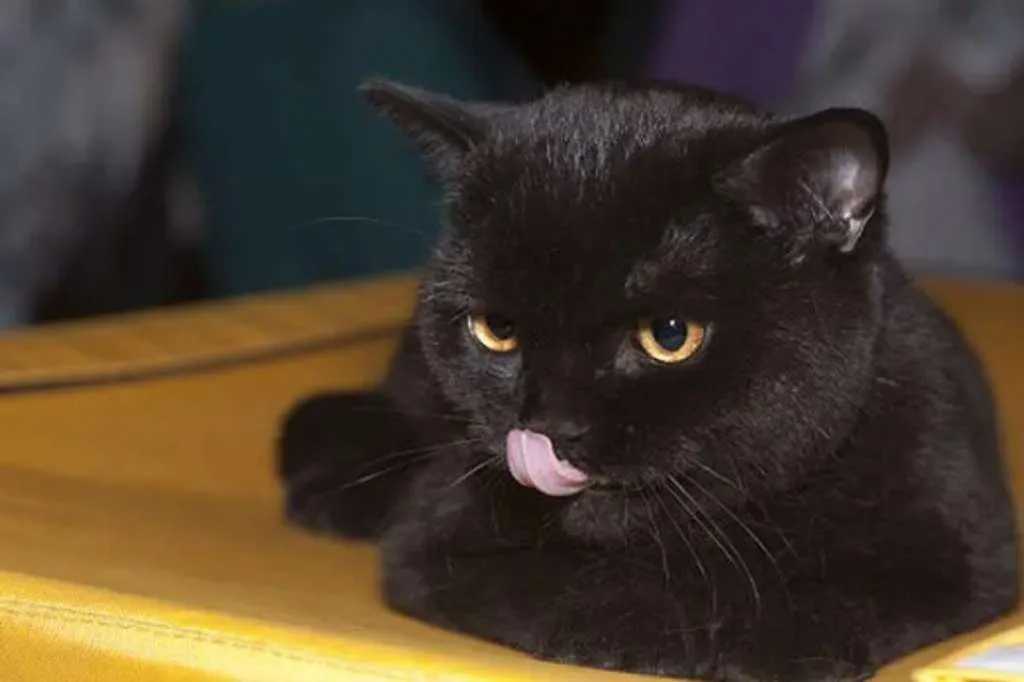 Mengungkap Mitos dan Fakta Unik di Balik Kucing Hitam