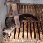 PETA Ungkap Kekejaman di Balik Industri Kopi Luwak di Indonesia