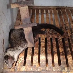 PETA Ungkap Kekejaman di Balik Industri Kopi Luwak di Indonesia