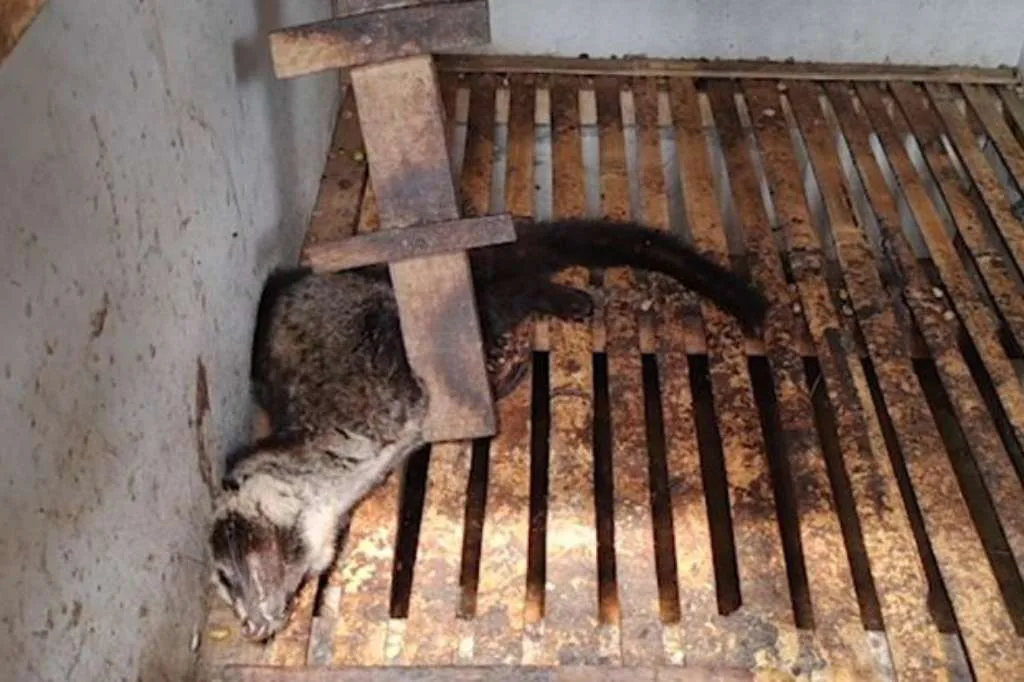 PETA Ungkap Kekejaman di Balik Industri Kopi Luwak di Indonesia