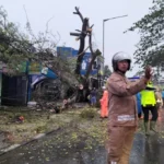 Pohon Besar Tumbang di Joglo Saat Hujan Deras Mengguyur Jakarta