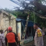 Pohon Tumbang Menimpa SebuahRumah di Meruya Selatan Jakarta Barat