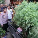 Sebuah Rumah Disulap Jadi Tempat Budidaya Tanaman Ganja