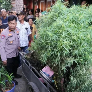 Sebuah Rumah Disulap Jadi Tempat Budidaya Tanaman Ganja