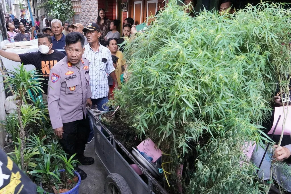 Sebuah Rumah Disulap Jadi Tempat Budidaya Tanaman Ganja