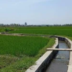 Tahun 2025 Pemkab Mukomuko Usulkan Cetak 400 Hektar Sawah Baru