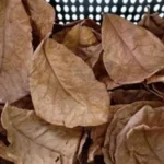 Wow, Daun Kering Indonesia Tembus Pasar Inggris