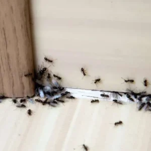 Banyak Semut di Rumah? Ini Cara Efektif Membasminya
