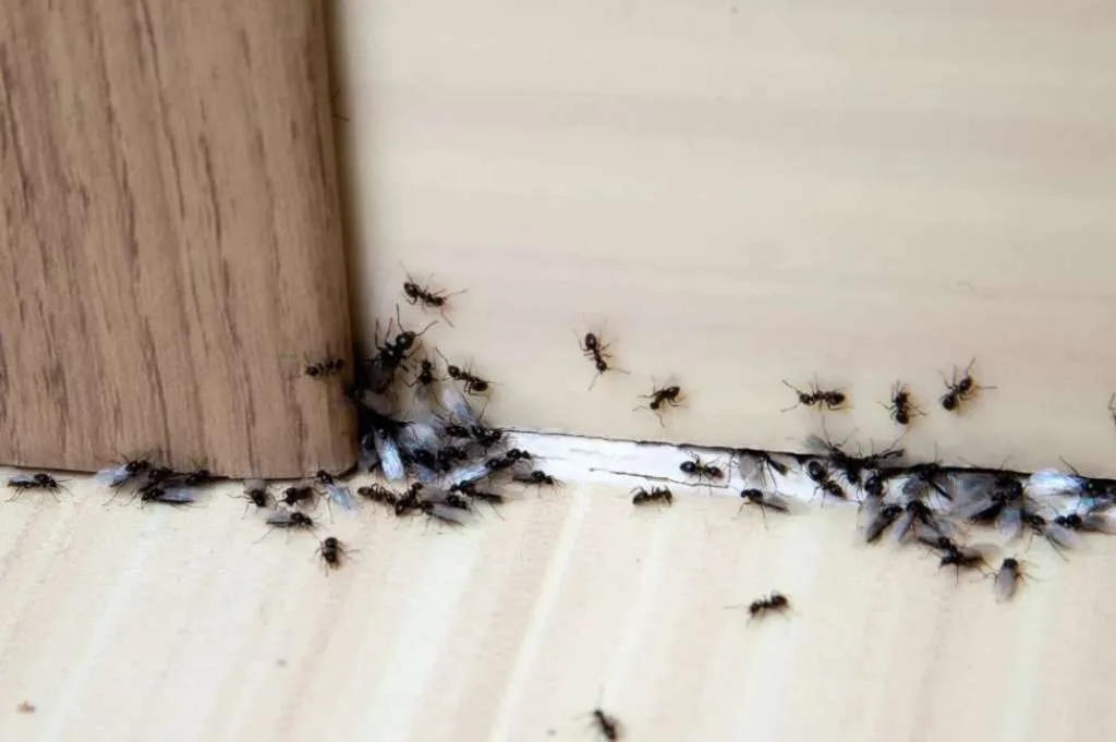 Banyak Semut di Rumah? Ini Cara Efektif Membasminya