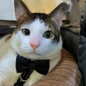 Bobby Kertanegara, Kucing Presiden Prabowo Subianto Jadi Tren Google 2024