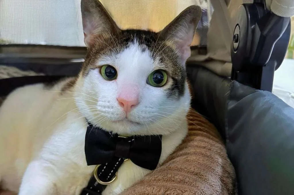 Bobby Kertanegara, Kucing Presiden Prabowo Subianto Jadi Tren Google 2024