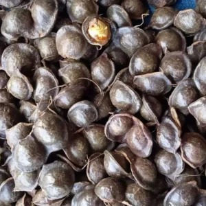 Doyan Makan Jengkol? Ini Manfaat dan Efek Sampingnya Doyan Makan Jengkol? Ini Manfaat dan Efek Sampingnya