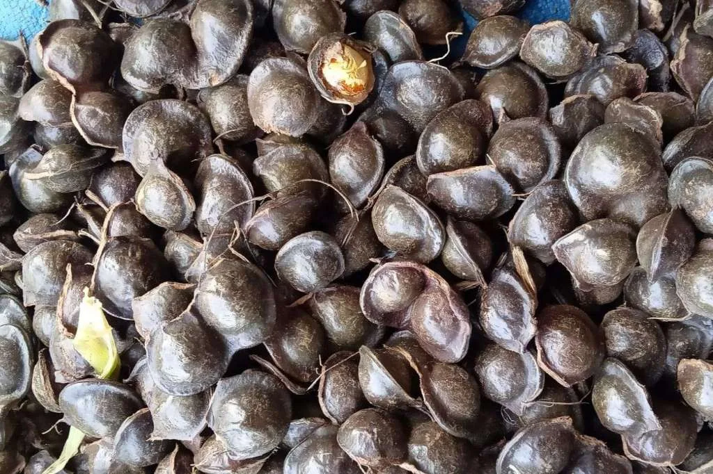 Doyan Makan Jengkol? Ini Manfaat dan Efek Sampingnya