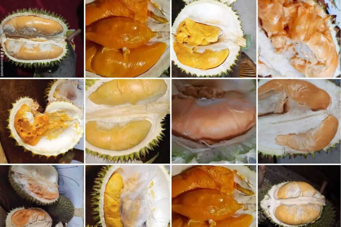 Festival Durian di Bengkulu Akan Pamerkan 10 Varietas Unggulan