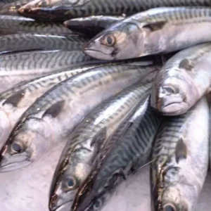 Ikan dengan Kandungan Merkuri Tinggi yang Perlu Diwaspadai KKP Pastikan Stok Ikan Aman dan Harga Stabil Saat Libur Nataru