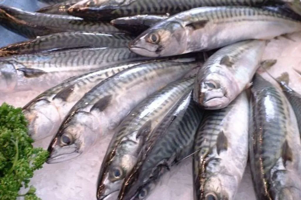 Ikan dengan Kandungan Merkuri Tinggi yang Perlu Diwaspadai Ikan dengan Kandungan Merkuri Tinggi yang Perlu Diwaspadai KKP Pastikan Stok Ikan Aman dan Harga Stabil Saat Libur Nataru