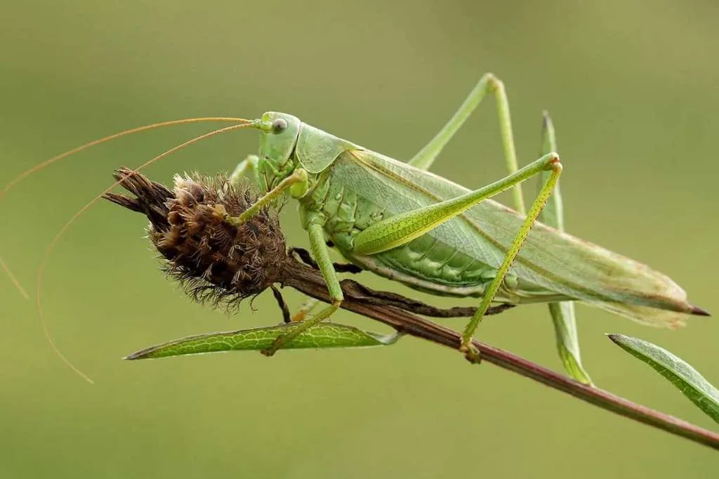Makna Belalang Masuk Rumah, Pertanda Berdasarkan Berbagai Budaya