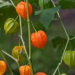 Manfaat Buah Ciplukan dalam Menurunkan Gula Darah