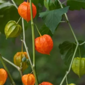 Manfaat Buah Ciplukan dalam Menurunkan Gula Darah Manfaat Buah Ciplukan dalam Menurunkan Gula Darah