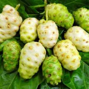 Rahasia Sehat di Balik Mengkudu, Buah Kaya Nutrisi