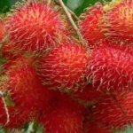 Tips Konsumsi Rambutan agar Aman dan Menyehatkan