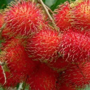 Tips Konsumsi Rambutan agar Aman dan Menyehatkan Tips Konsumsi Rambutan agar Aman dan Menyehatkan