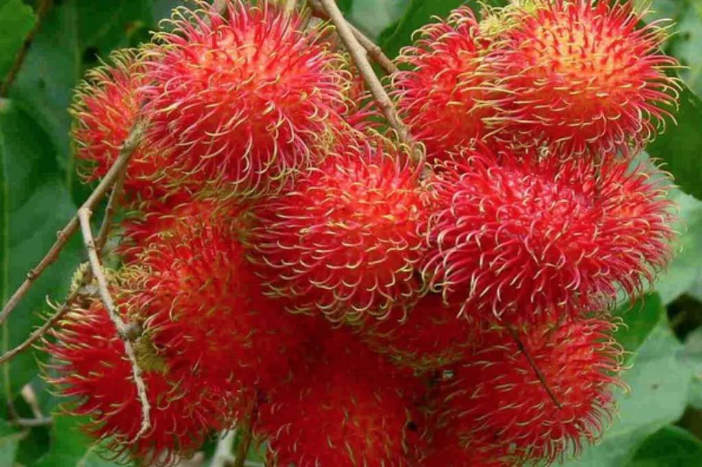 Tips Konsumsi Rambutan agar Aman dan Menyehatkan