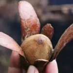 Tren Kecantikan Ramah Lingkungan, Ini Bahan Alami dari Indonesia