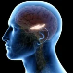 7 Kebiasaan Buruk Ini Bisa Merusak Otak dan Memicu Penyakit