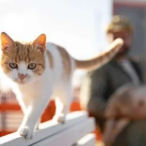 Cara Efektif Mencegah Kucing Liar Naik ke Atap Rumah Cara Efektif Mencegah Kucing Liar Naik ke Atap Rumah