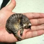 Ilmuwan Temukan Fosil Kucing Terkecil Berusia Ratusan Ribu Tahun