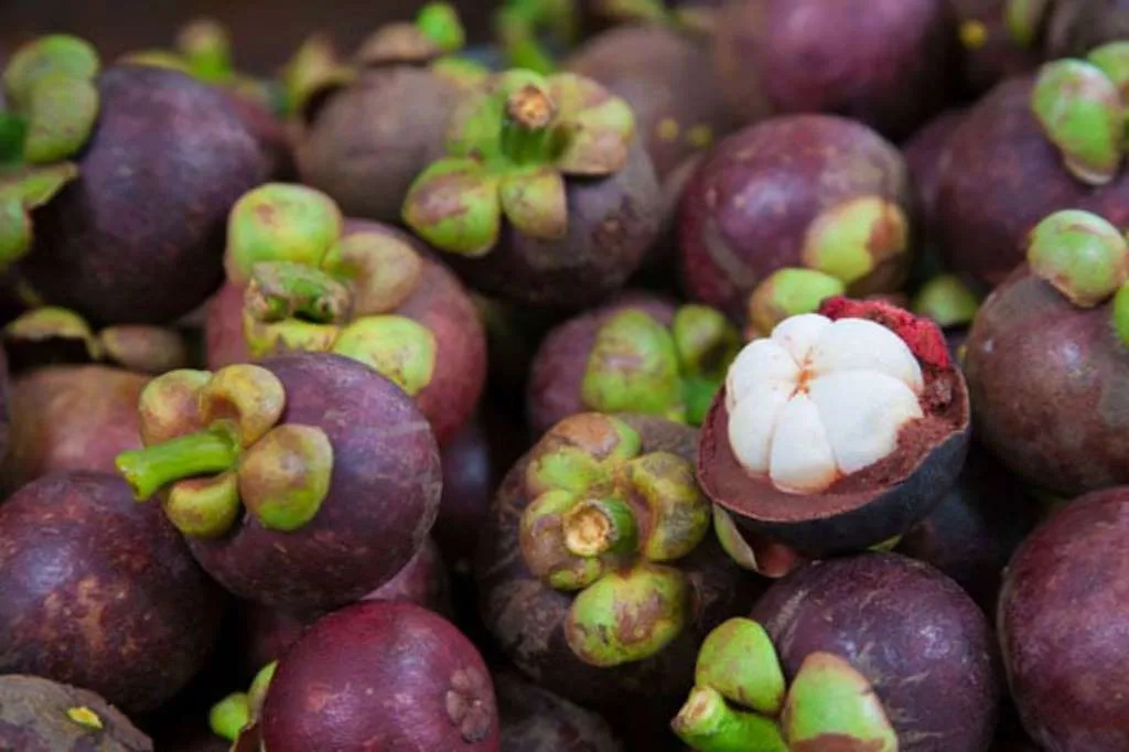 Jangan Salah, Begini Cara Aman Nikmati Buah Manggis