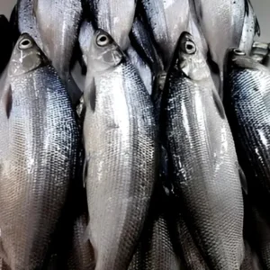 Jelang Perayaan Imlek, Rawa Belong Dibanjiri Puluhan Pedagang Ikan Bandeng