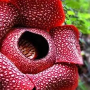 Jika Ditemukan Udin, Bengkulu Bukan Bumi Rafflesia Tapi Buminya Udin