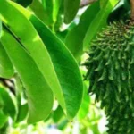 Khasiat Luar Biasa Air Rebusan Daun Sirsak untuk Kesehatan