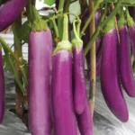 Makanan Penurun Kolesterol yang Ampuh dan Mudah Ditemukan